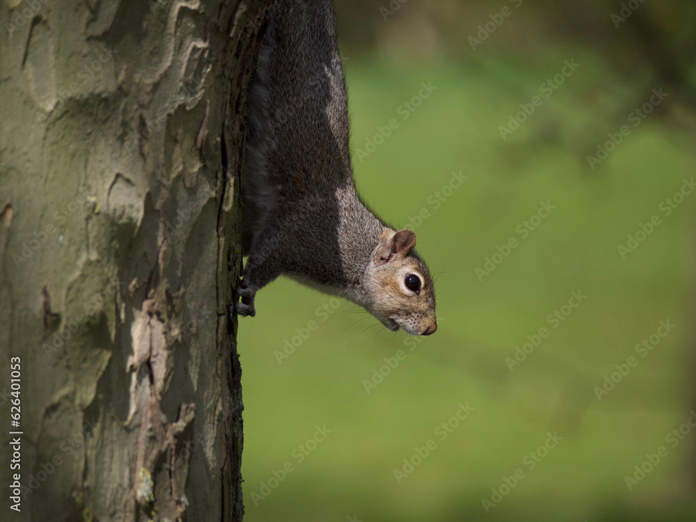 squirrel on a tree