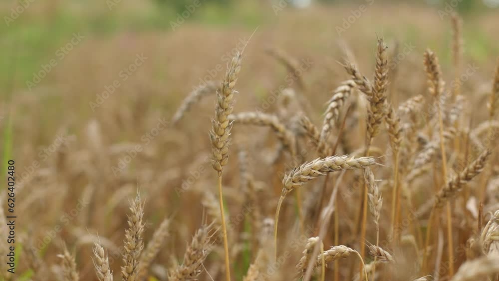 Yellow ripe wheat, ready to be cut. Wheat field, Ukrainian harvest. Grain for threshing. Many ears of wheat, agriculture. Harvest in the field Yellow ripe wheat, ready to be cut. Wheat field, Ukrainian harvest. Grain for threshing. Many ears of wheat, agriculture. Harvest in the field