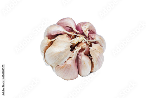 Fresh Garlic closeup isolated on white background. With clipping path