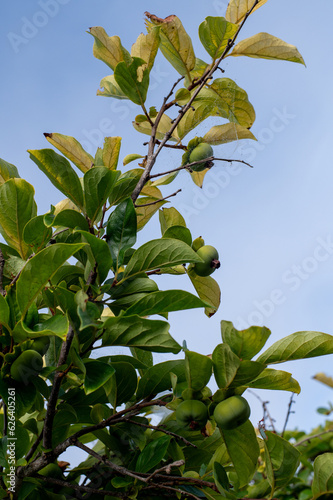 Fotografija Parsimony fruits on a tree
