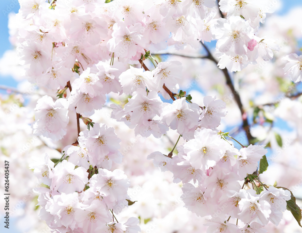 blooming sakura, cherry, apple tree on a sunny spring day