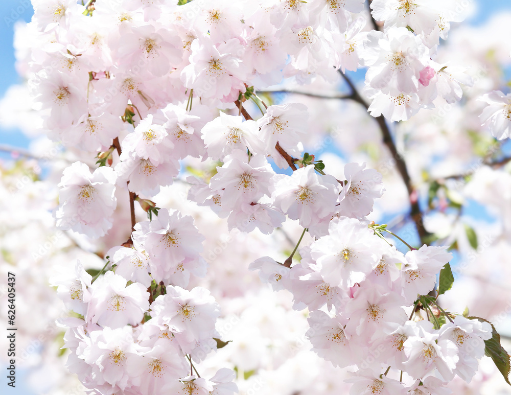 blooming sakura, cherry, apple tree on a sunny spring day blooming sakura, cherry, apple tree on a sunny spring day