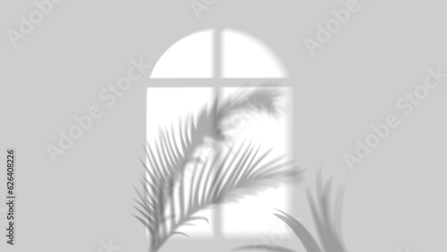 Shadow Of Window And Plant  leaf palm