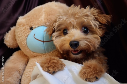 yorkshire terrier puppy with teddy