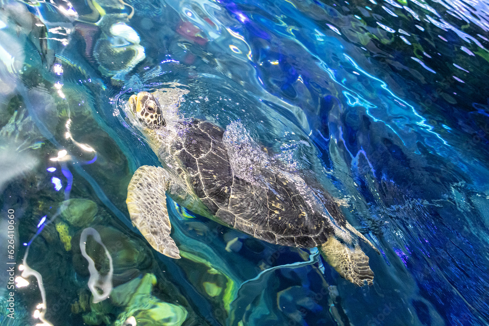 Fototapeta premium sea turtle swimming in water
