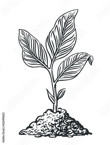 Sprout growing from the ground, sketch vector illustration. Plant growth. Seed germination, seedling and planting