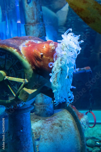 Photography fish in aquarium with suction cup attached to metal