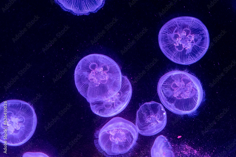 jellyfish illuminated purple with dark background jellyfish illuminated purple with dark background