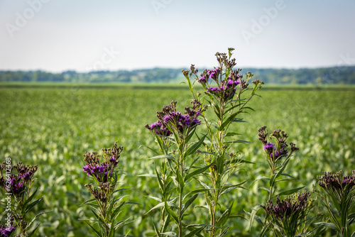 Ironweed growing along a soybean field.