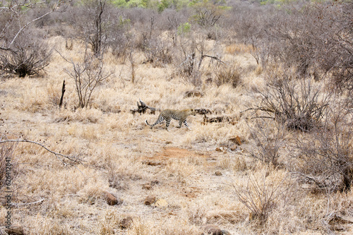 Zimbabwe leopard on the hunt