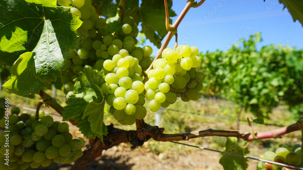 Bunches of white grape in the sun on a vineyard and blue sky background, Marmajuelo blanco variety, ripe of 2023, Güímar, Tenerife, Canary Islands, Spain Bunches of white grape in the sun on a vineyard and blue sky background, Marmajuelo blanco variety, ripe of 2023, Güímar, Tenerife, Canary Islands, Spain