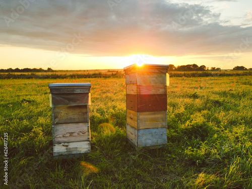 bee hives in the field