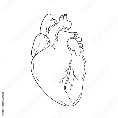 Line drawing illustration of human heart anatomy showing the two upper chambers left atrium and right atrium and two lower chambers left and right ventricles done in monoline style black and white.