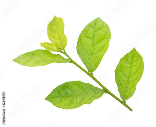green siamese rough bush leaves use for herb concept.transparent png