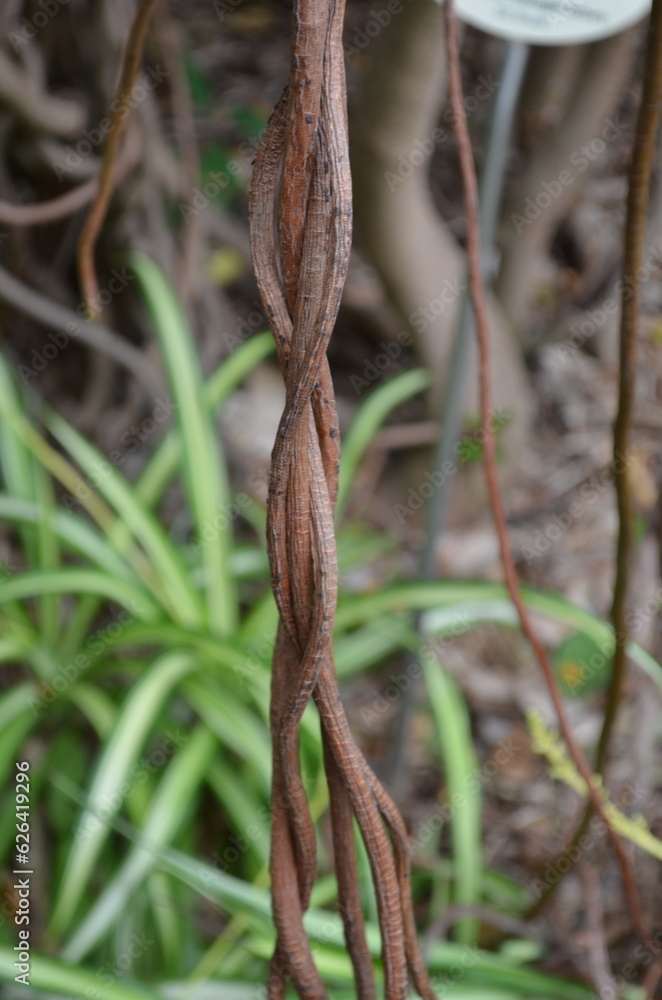 Naklejka premium Uhrwald Planzen