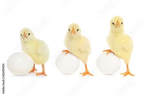 Collage with small cute baby chicken and egg isolated on white © New Africa