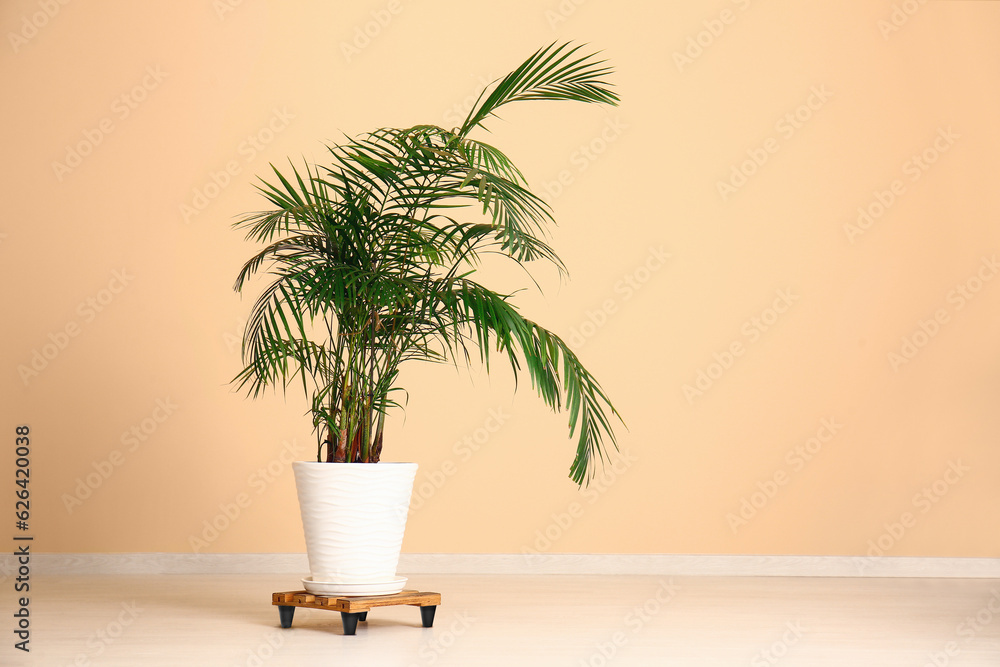 Potted palm tree near beige wall in room Potted palm tree near beige wall in room