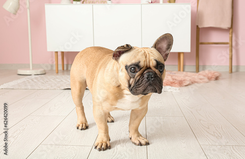 Cute French bulldog in living room © Pixel-Shot