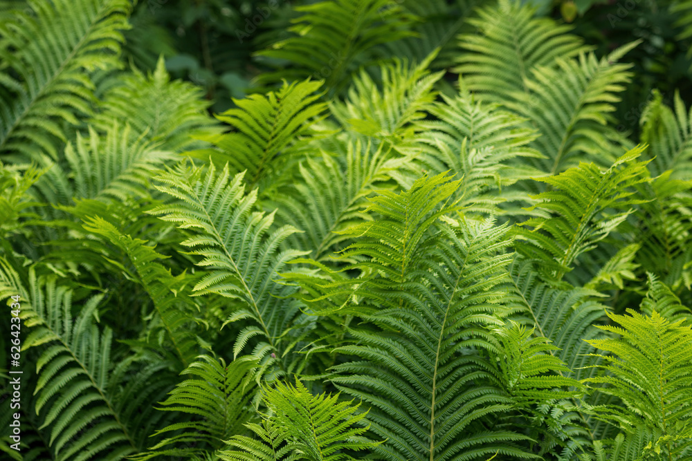 Ferns closeup green