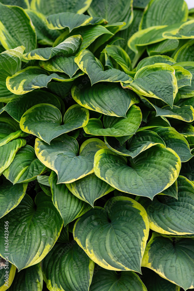 Fototapeta premium Hosta plant closeup with green and yellow leaves