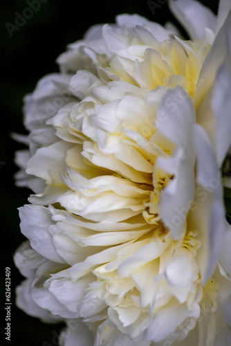 close up of a white and yellow peony