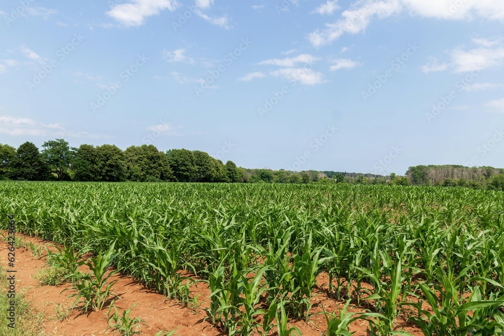 Cornfield in summer with grass and trees and blue sky with white clouds