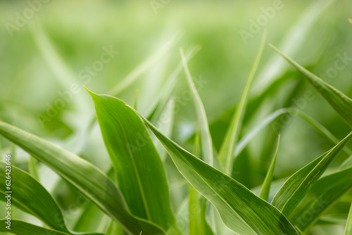Corn plant leaves closeup