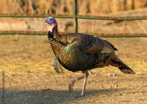 Colorful American wild turkey(s) display brilliant plumage as they compete for mates and forage for food.