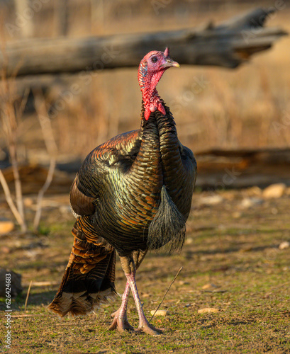 Colorful American wild turkey(s) display brilliant plumage as they compete for mates and forage for food.