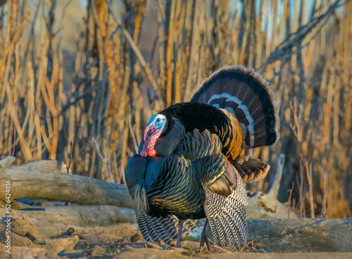 Colorful American wild turkey(s) display brilliant plumage as they compete for mates and forage for food.