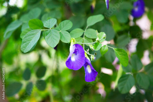 Moringa tree with purple flowers in the garden