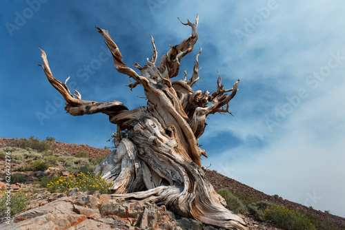 Bristol cone Pine Tree © Jay