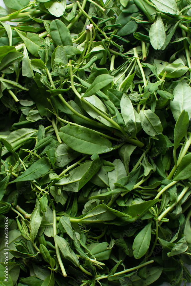 Top view of waterleaf, Flat lay of cariru on a table, Nigerian waterleaf being prepared for cooking, ceylon spinach about to be plucked Top view of waterleaf, Flat lay of cariru on a table, Nigerian waterleaf being prepared for cooking, ceylon spinach about to be plucked