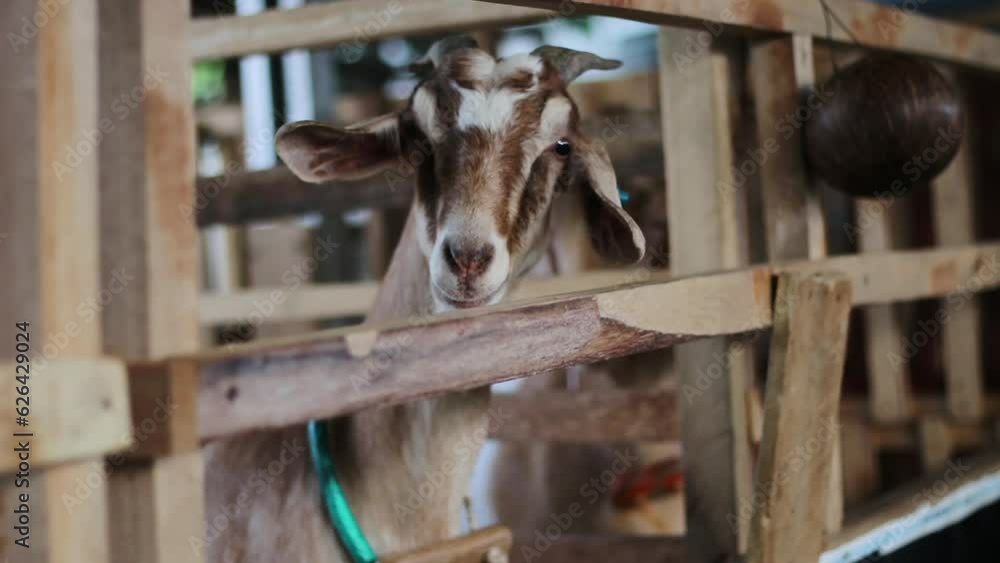 Capra aegagrus hircus, a goat in an Indonesian breeding pen. Capra aegagrus hircus, a goat in an Indonesian breeding pen.