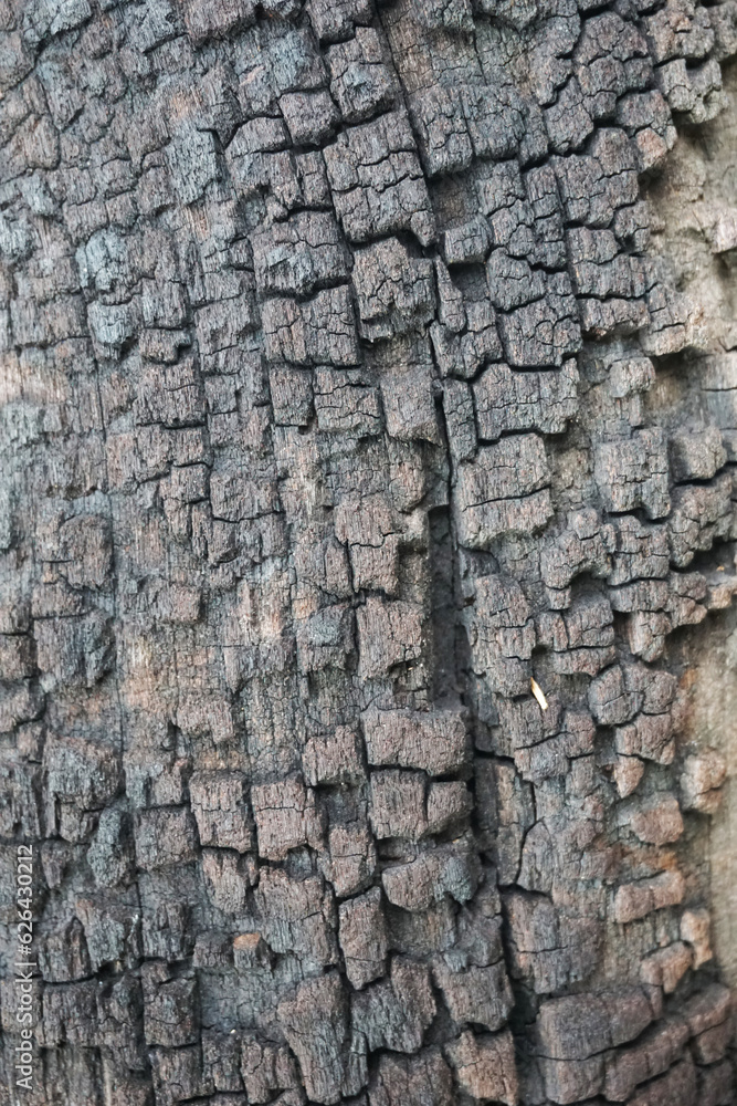 texture, wood, nature, pattern, material, wall texture, wood, nature, pattern, material, wall