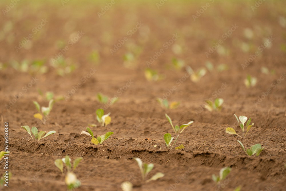 Agriculture Agriculture