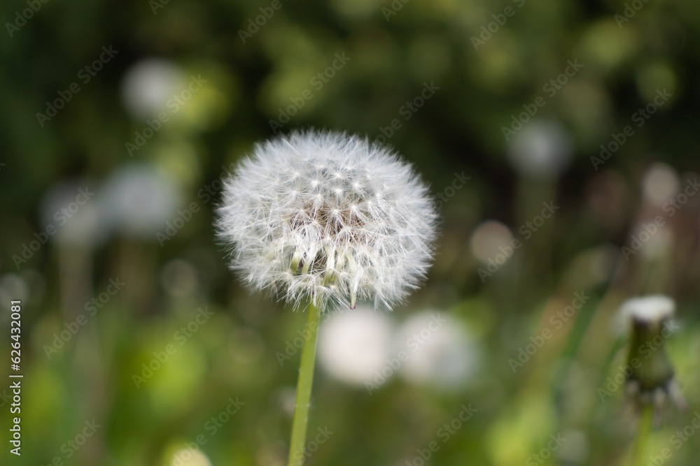Dandelion fluff pappus seeds - close up green background. Taken in Toronto, Canada. Dandelion fluff pappus seeds - close up green background. Taken in Toronto, Canada.