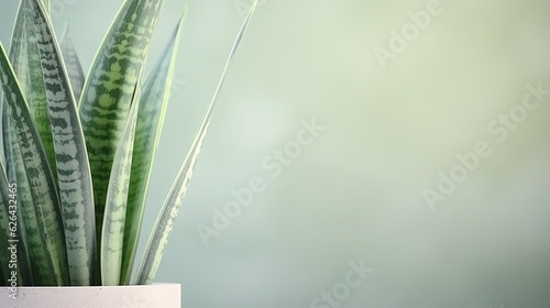 Sansevieria plant with copy space for text, illustration for product presentation and template design.