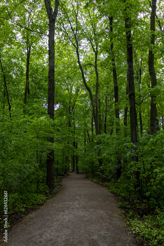 Forest pathway background - green trees. Taken in Toronto, Canada.