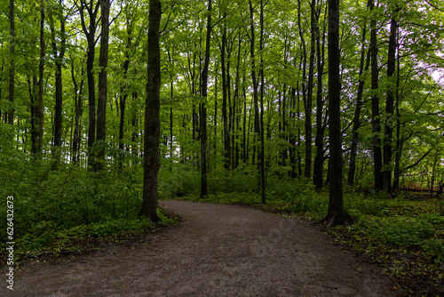 Forest pathway background - green trees  leaves. Taken in Toronto  Canada.