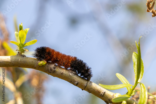 Fényképezés Orange black woolly bear caterpillar crawling over tree branch - blue sky blurred background