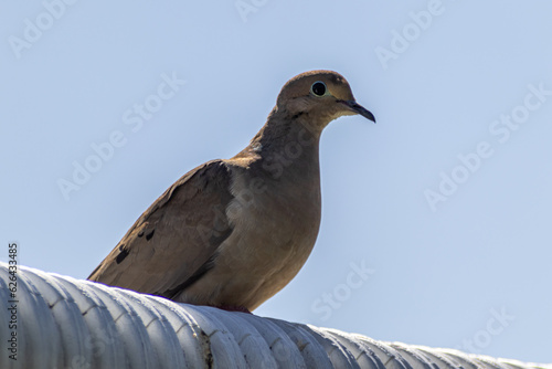 Mourning dove perched on white tube - close-up portrait - blue sky. Taken in Toronto, Canada.