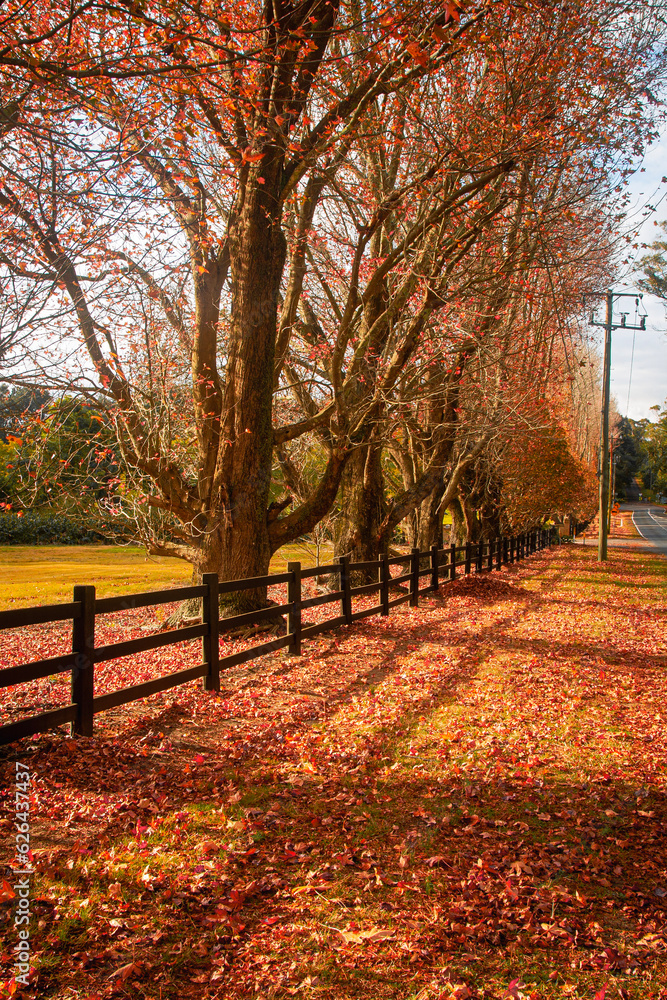 Naklejka premium Autumn leaves on a country road 