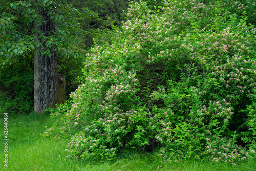 Bush honeysuckle in bloom in spring in yard.