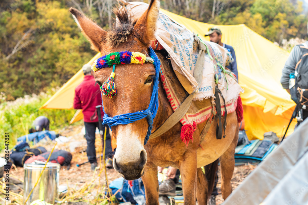 Naklejka premium Mules mode of transportation in Himalayas