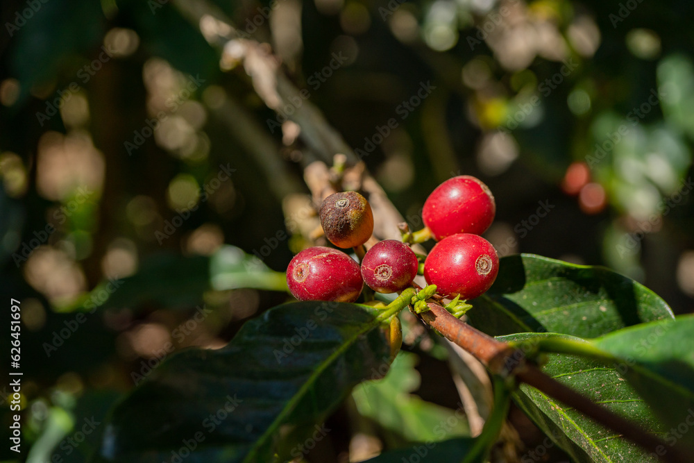Red raw coffee beans when harvest season. The photo is suitable to use for coffee shop poster, background and content media.