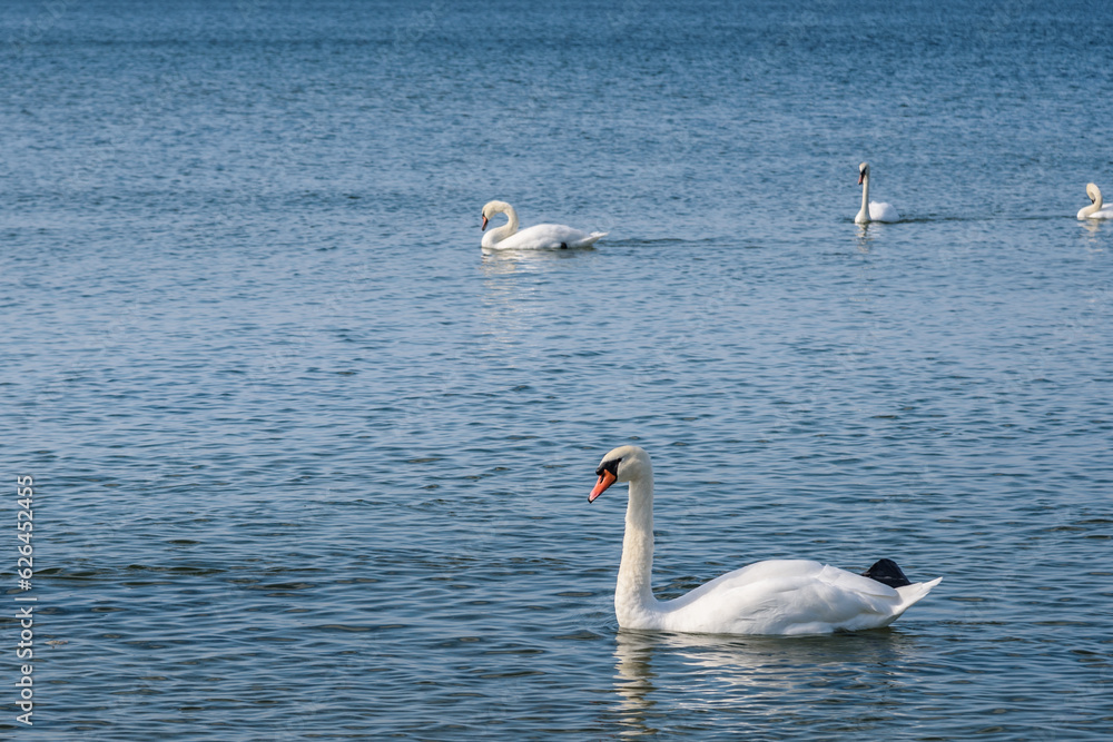 Fototapeta premium Flock of white swans in the calm water of the Baltic Sea at Vistula Spit. Baltiysk. Russia