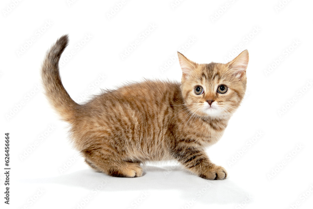 ginger purebred kitten sits on an isolated white background ginger purebred kitten sits on an isolated white background