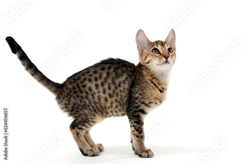 Purebred smooth-haired cat on a white isolated background