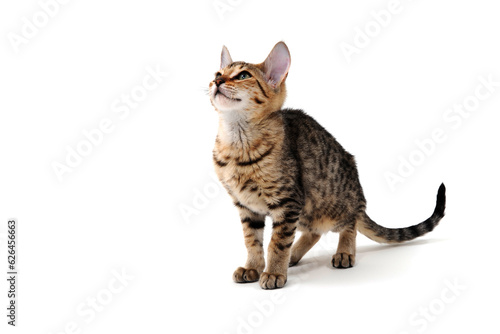 Purebred smooth-haired cat on a white isolated background